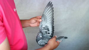 Pigeon image