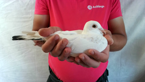 Pigeon image