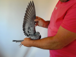 Pigeon image