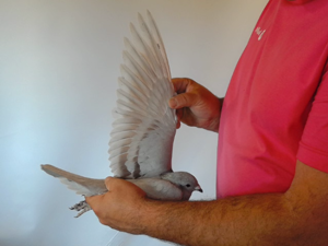 Pigeon image
