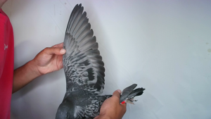 Pigeon image
