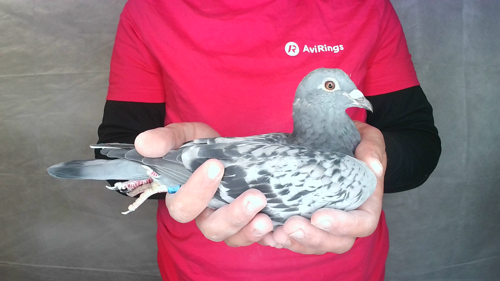 Pigeon image