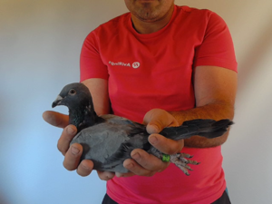 Pigeon image