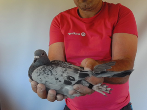 Pigeon image