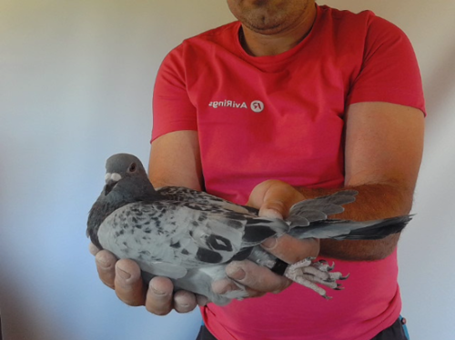 Pigeon image