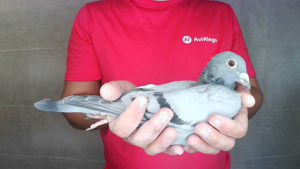 Pigeon image