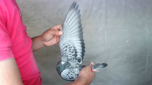 Pigeon image