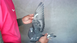 Pigeon image