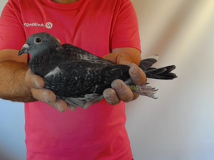 Pigeon image