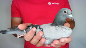 Pigeon image