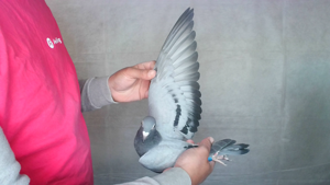 Pigeon image