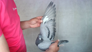Pigeon image