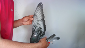 Pigeon image