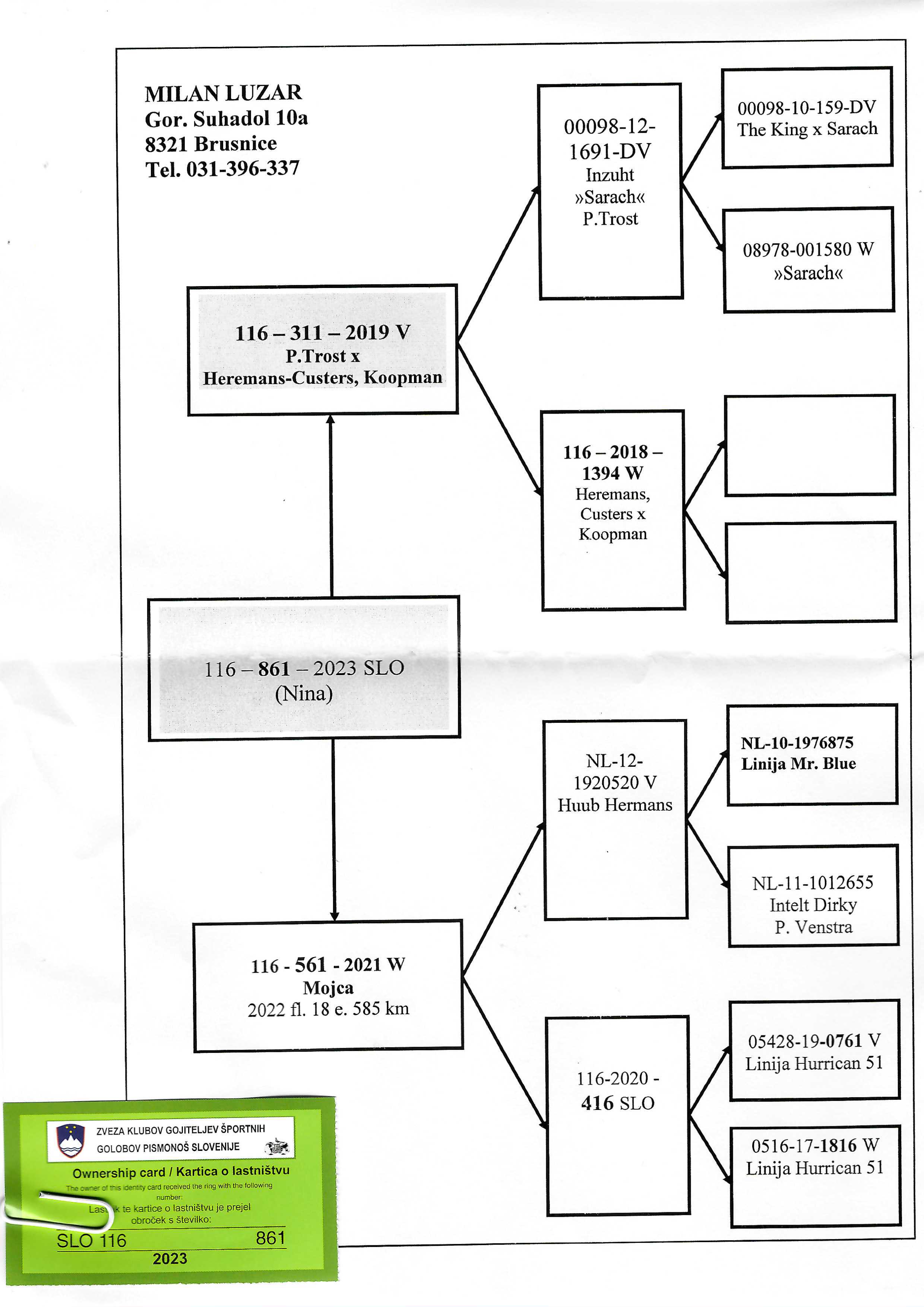 Pigeon pedigree image