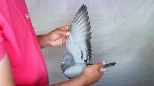 Pigeon image