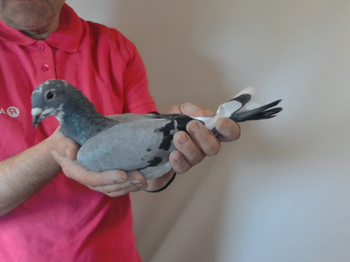 Pigeon image