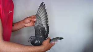 Pigeon image