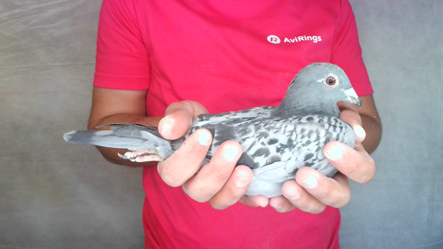 Pigeon image