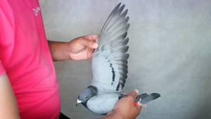 Pigeon image