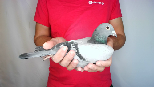 Pigeon image