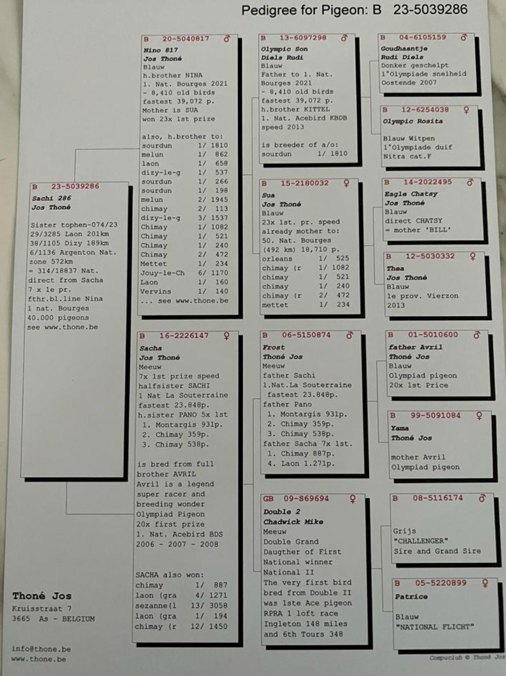 Pigeon pedigree image