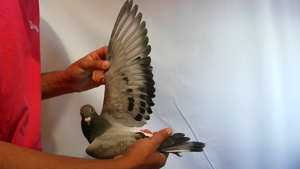 Pigeon image