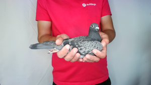 Pigeon image