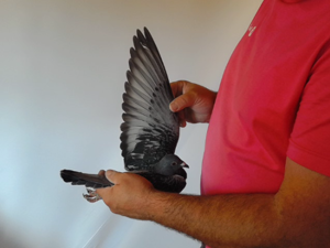 Pigeon image