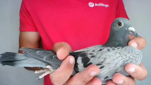 Pigeon image