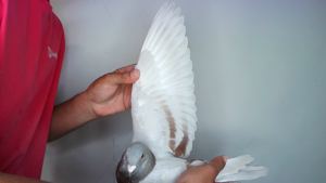 Pigeon image