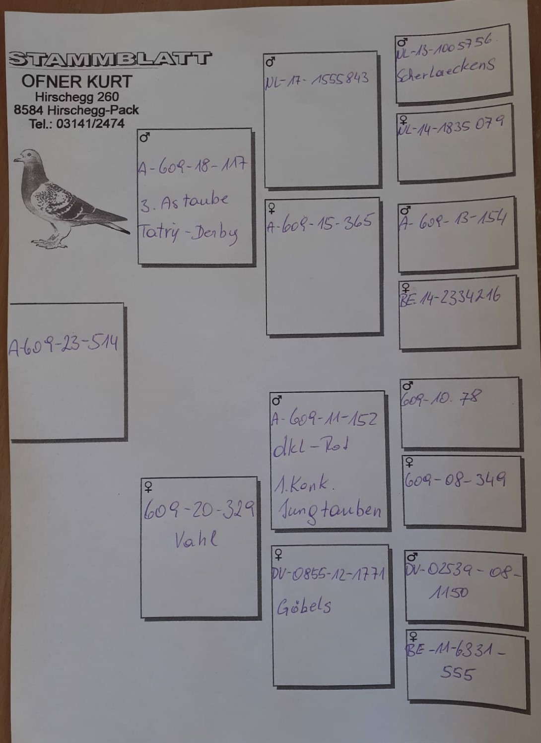 Pigeon pedigree image