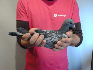 Pigeon image