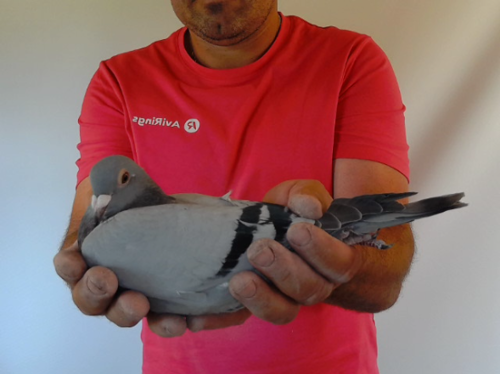 Pigeon image