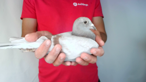 Pigeon image