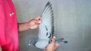 Pigeon image
