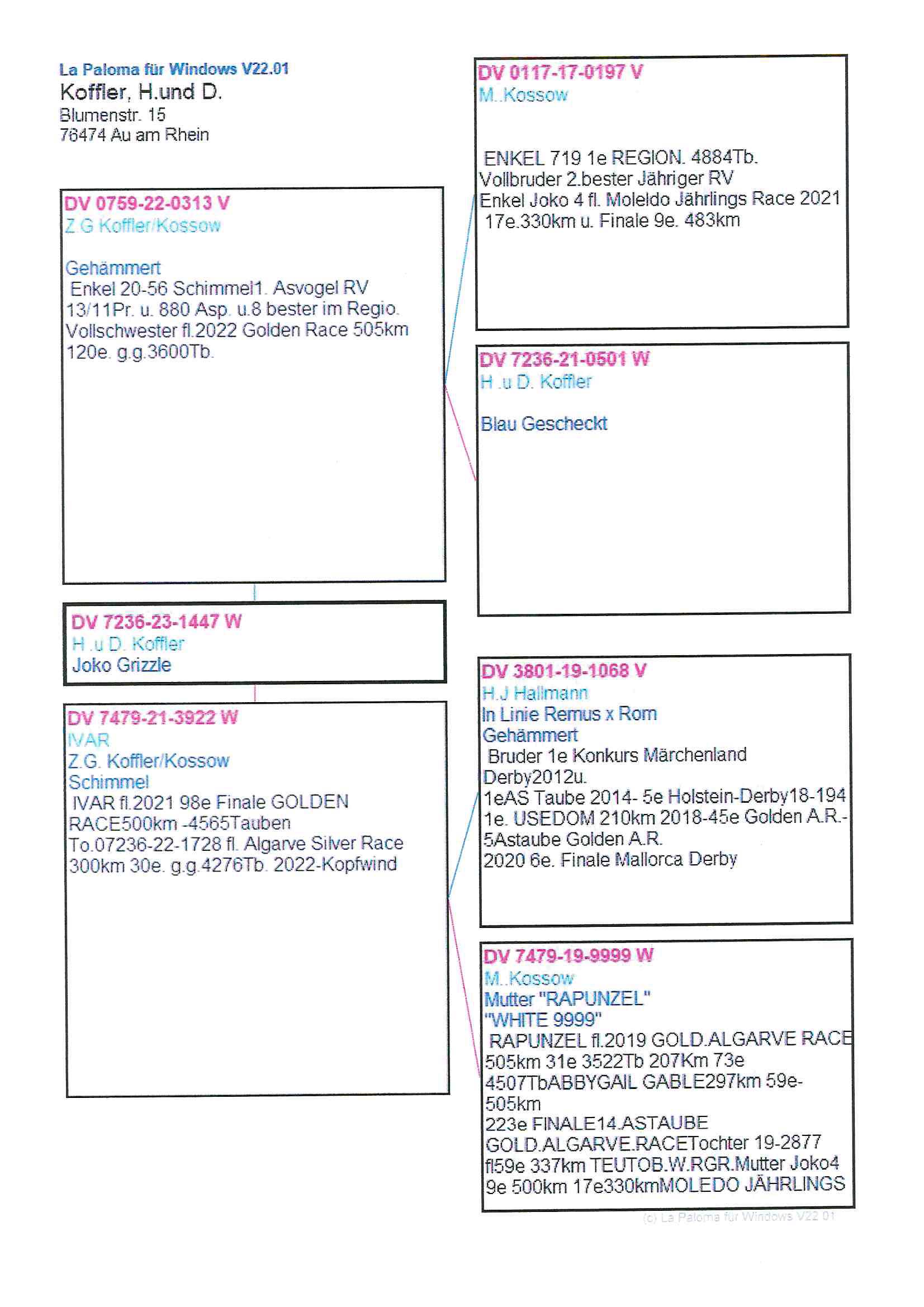 Pigeon pedigree image