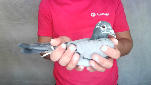 Pigeon image