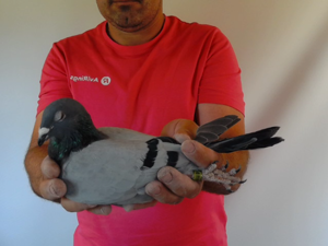 Pigeon image