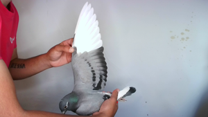 Pigeon image