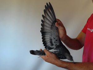 Pigeon image