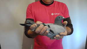 Pigeon image