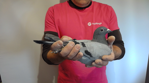 Pigeon image