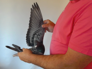 Pigeon image