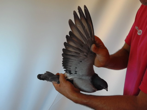 Pigeon image