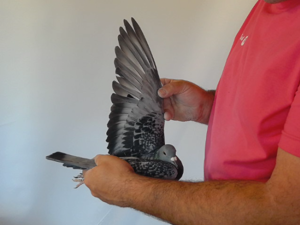 Pigeon image
