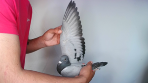 Pigeon image