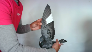 Pigeon image
