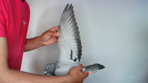 Pigeon image