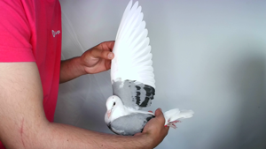 Pigeon image