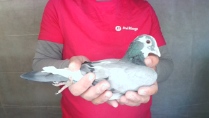 Pigeon image